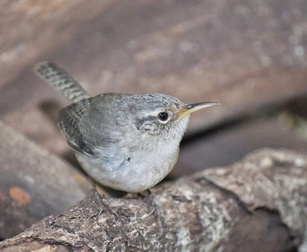 索科罗苇鹪鹩(Troglodytes sissonii)