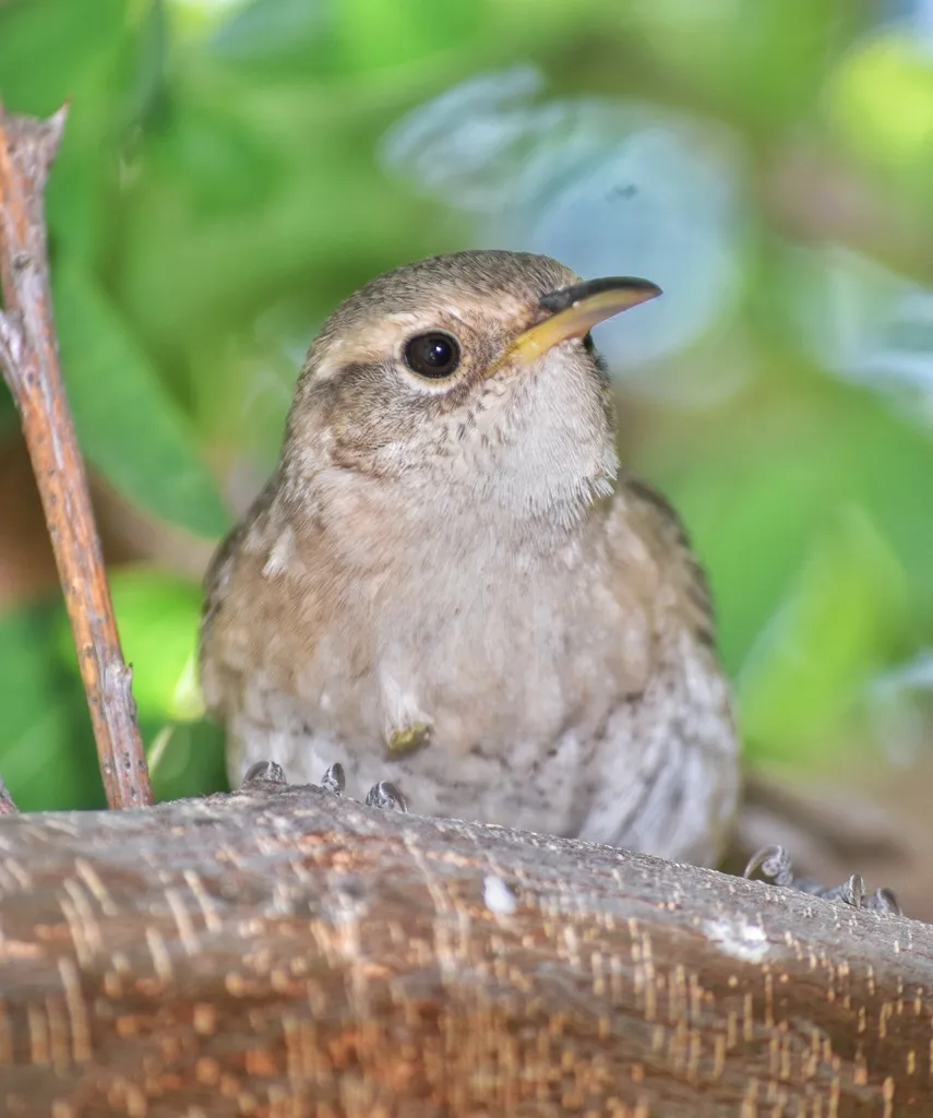 索科罗苇鹪鹩(Troglodytes sissonii)