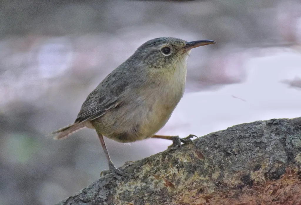 索科罗苇鹪鹩(Troglodytes sissonii)