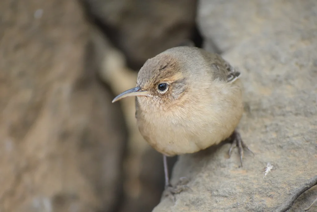索科罗苇鹪鹩(Troglodytes sissonii)
