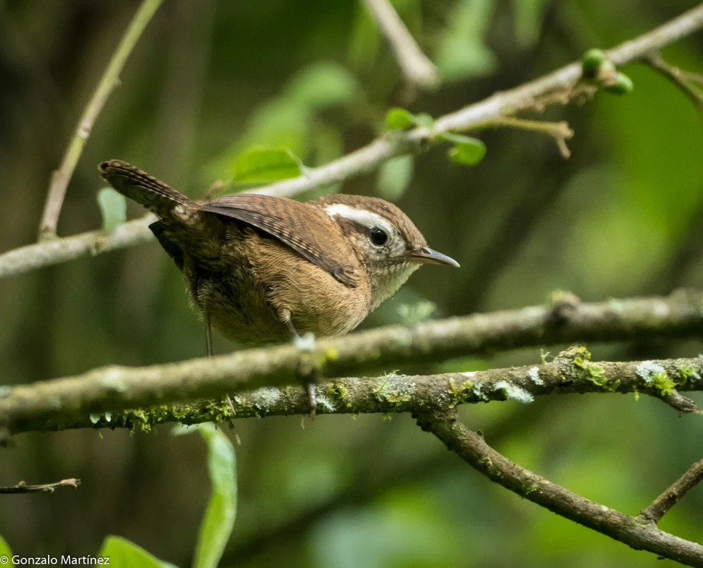 山鹪鹩(Troglodytes solstitialis)