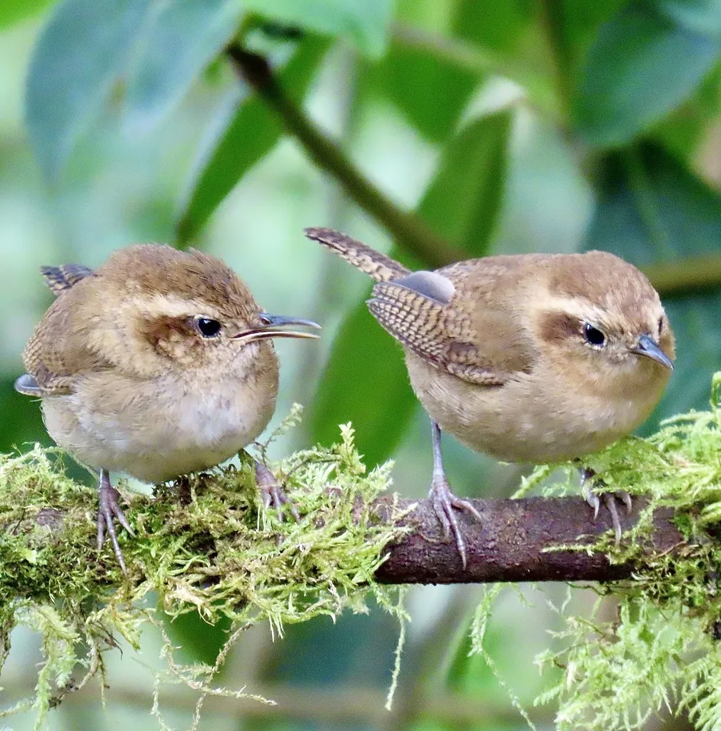 山鹪鹩(Troglodytes solstitialis)