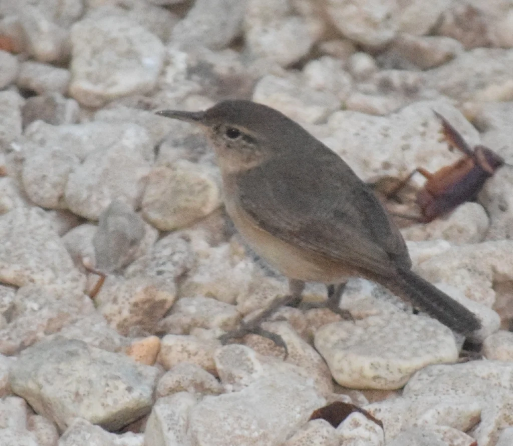 号声鹪鹩(Troglodytes tanneri)