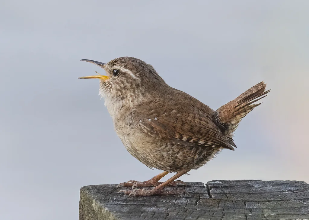 鹪鹩(Troglodytes troglodytes)