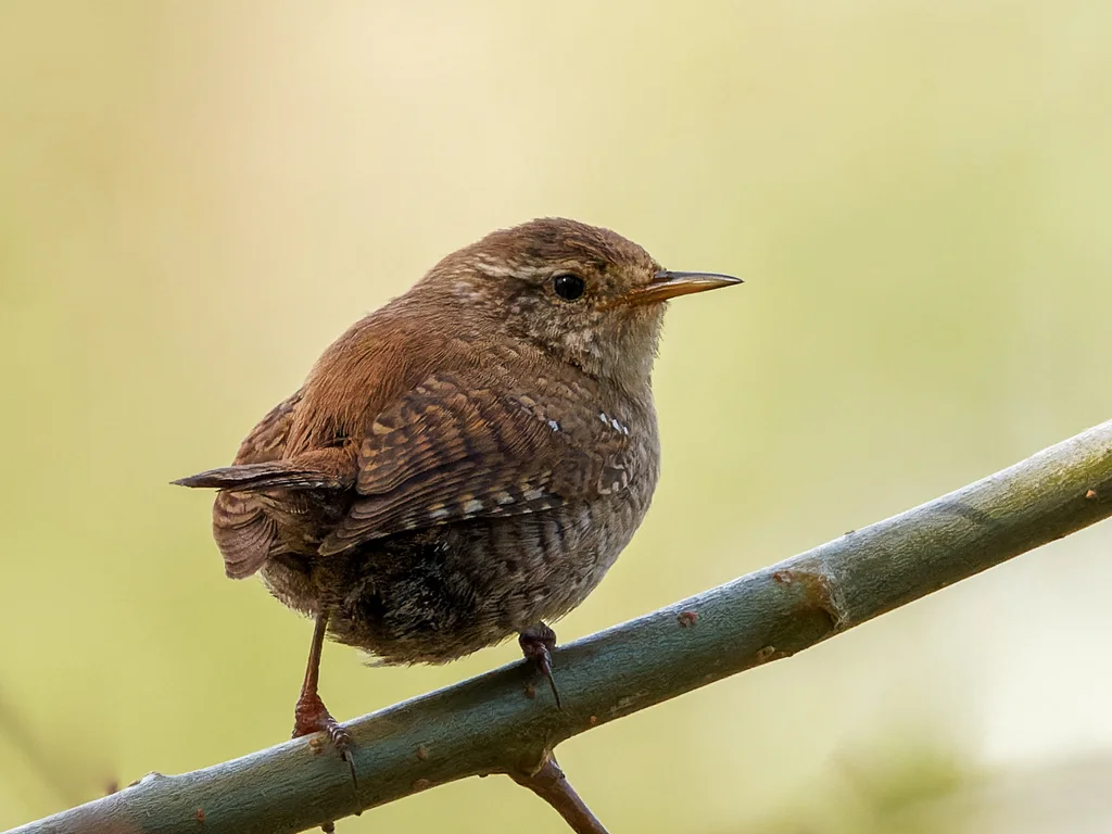 鹪鹩(Troglodytes troglodytes)
