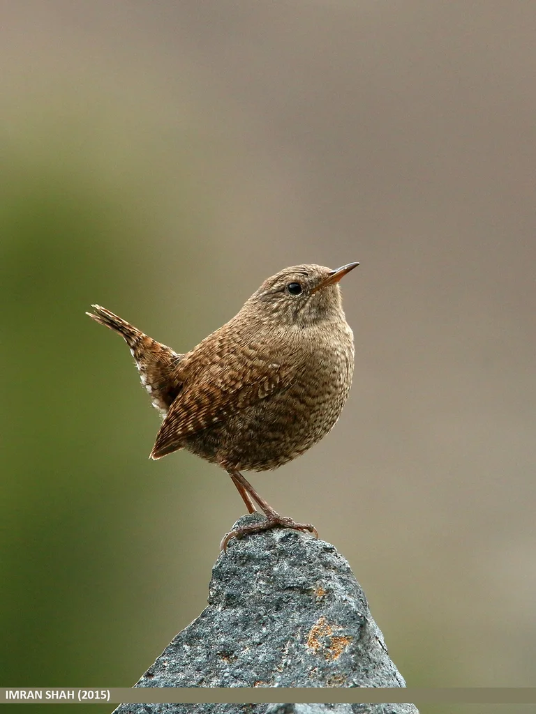 鹪鹩(Troglodytes troglodytes)