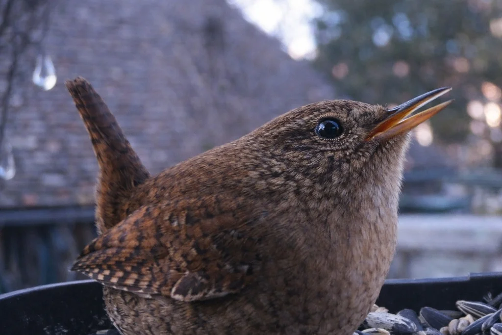 鹪鹩(Troglodytes troglodytes)