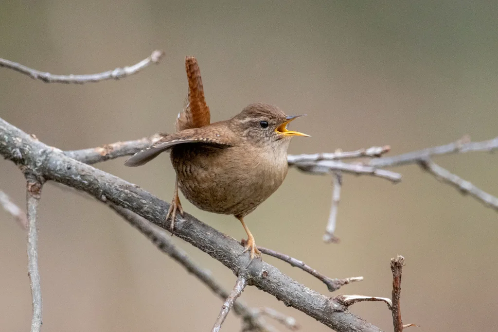鹪鹩(Troglodytes troglodytes)