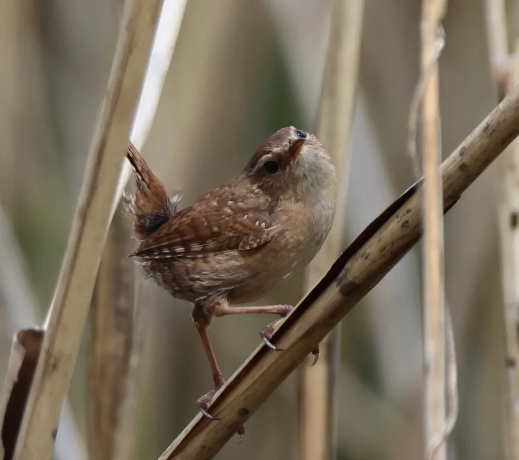 鹪鹩(Troglodytes troglodytes)