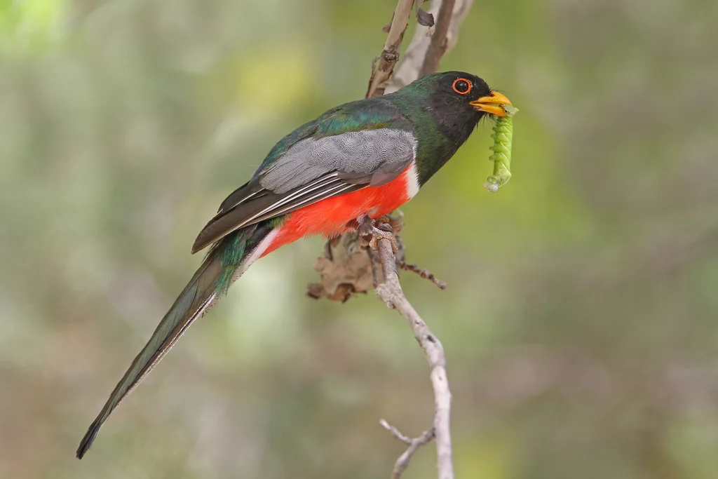 Trogon ambiguus(Trogon ambiguus)