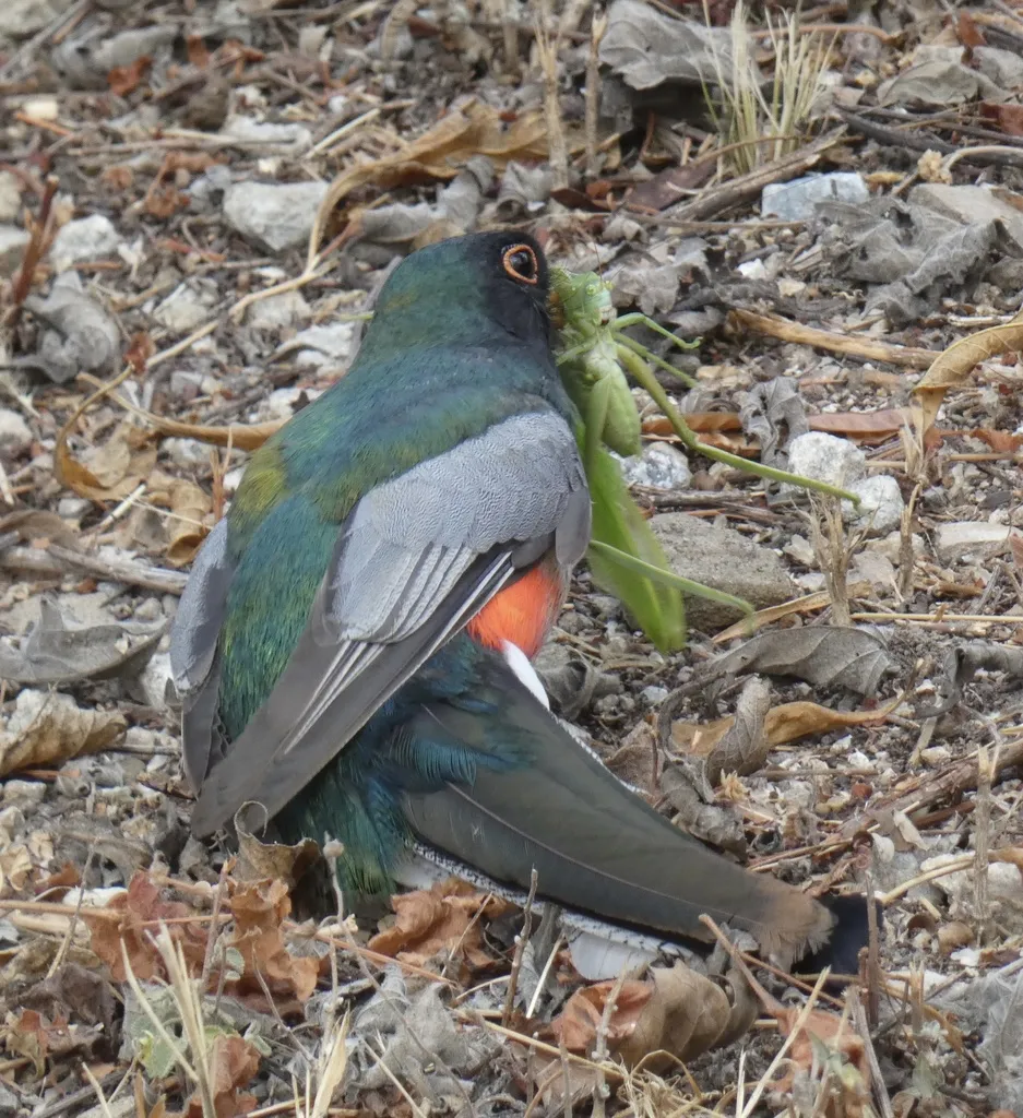 Trogon ambiguus(Trogon ambiguus)