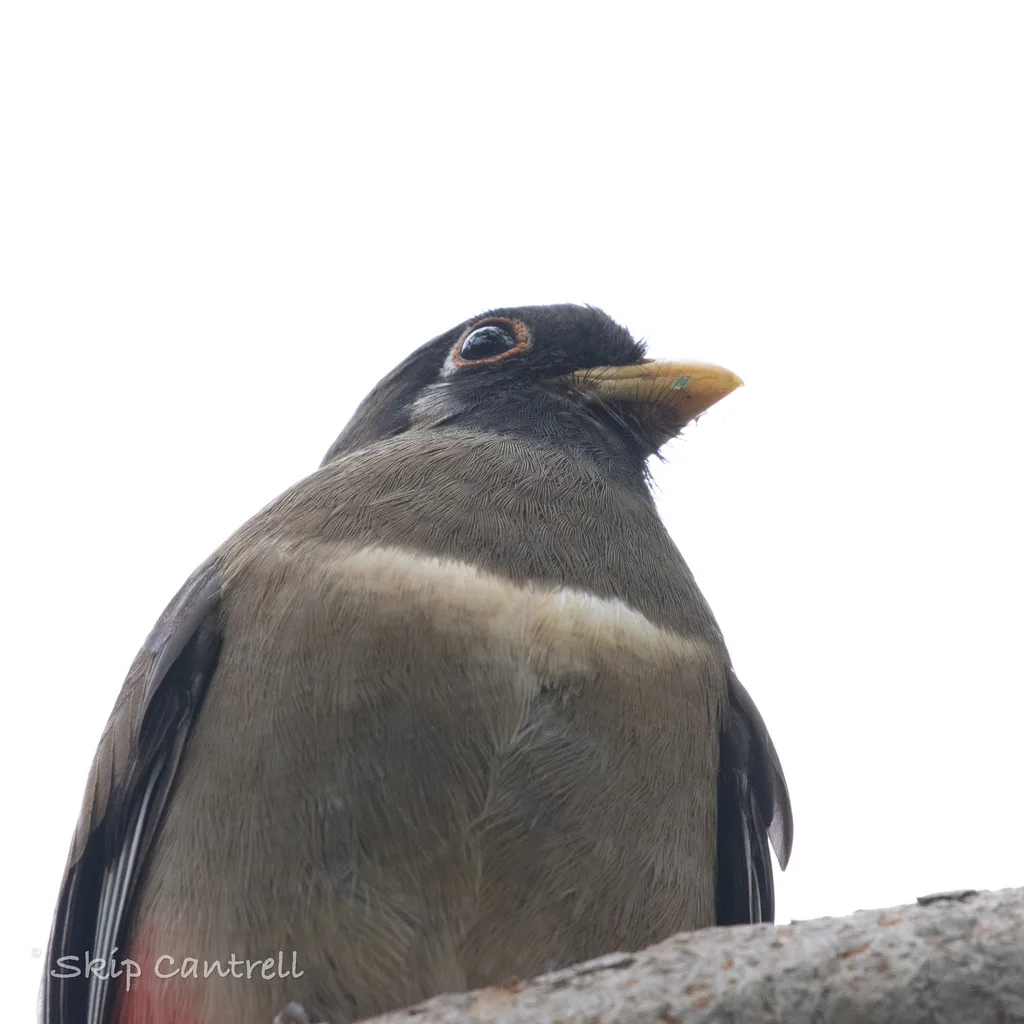 Trogon ambiguus(Trogon ambiguus)
