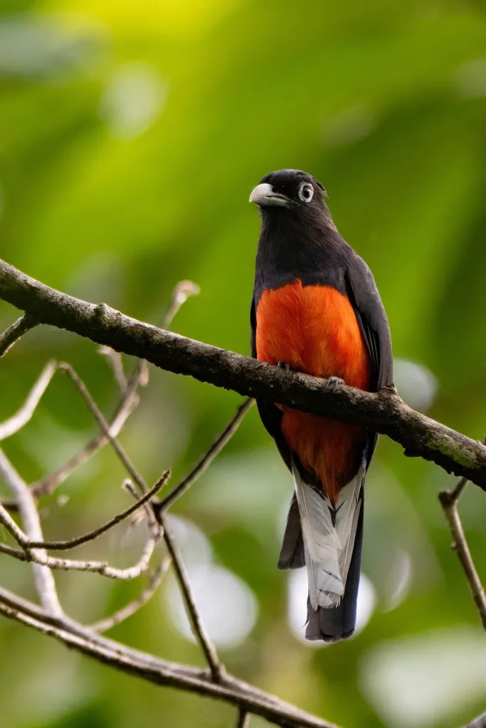 拜氏美洲咬鹃(Trogon bairdii)