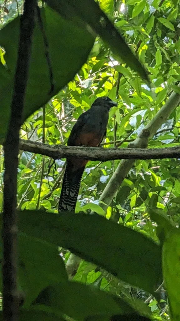 拜氏美洲咬鹃(Trogon bairdii)