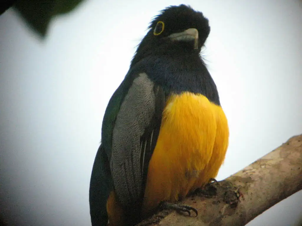 斑尾美洲咬鹃(Trogon caligatus)