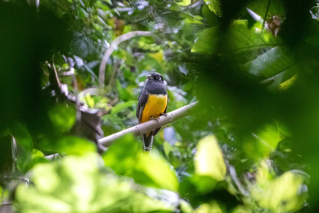 斑尾美洲咬鹃(Trogon caligatus)