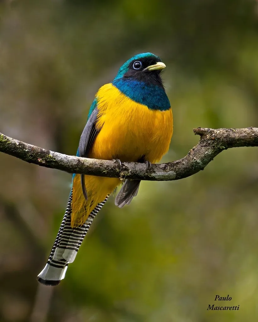 大西洋黑喉咬鹃(Trogon chrysochloros)