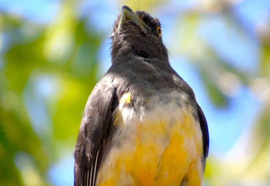 黄纹美洲咬鹃(Trogon citreolus)