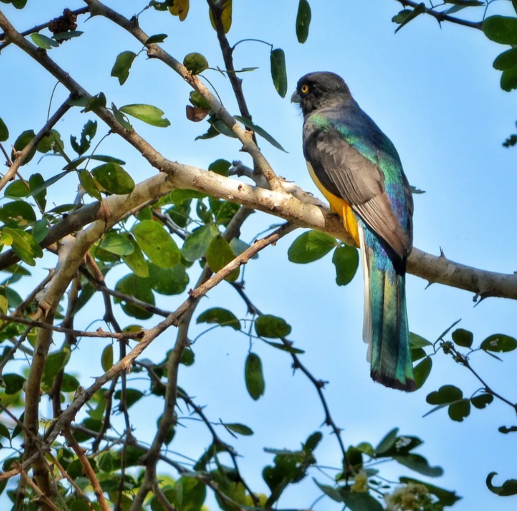 黄纹美洲咬鹃(Trogon citreolus)