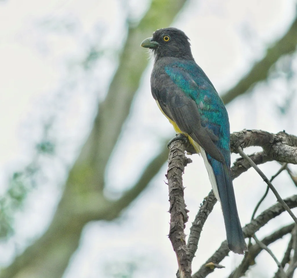 黄纹美洲咬鹃(Trogon citreolus)