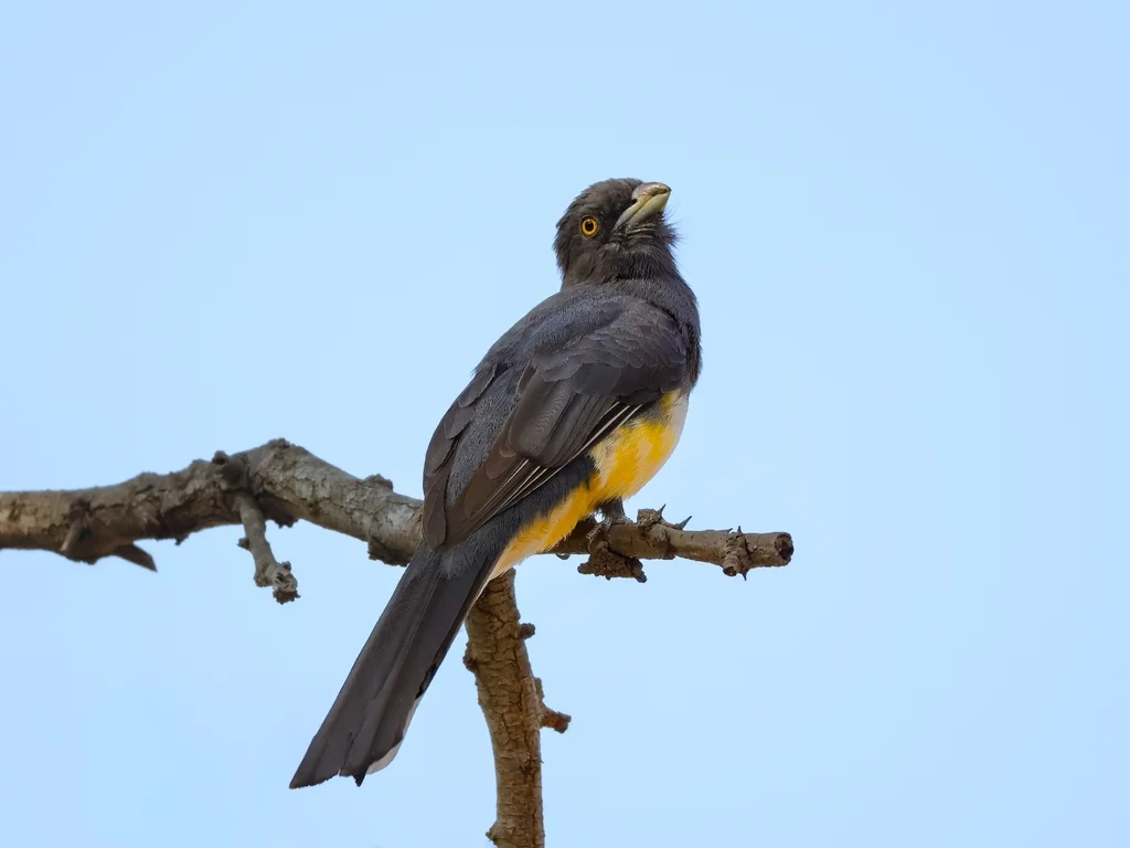 黄纹美洲咬鹃(Trogon citreolus)