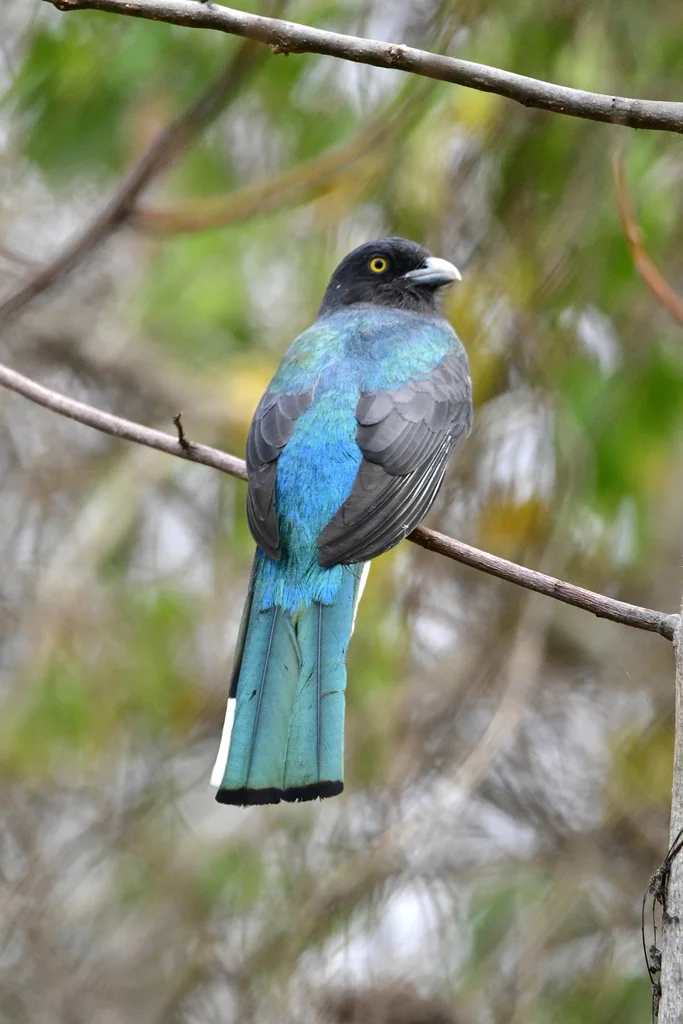 黄纹美洲咬鹃(Trogon citreolus)