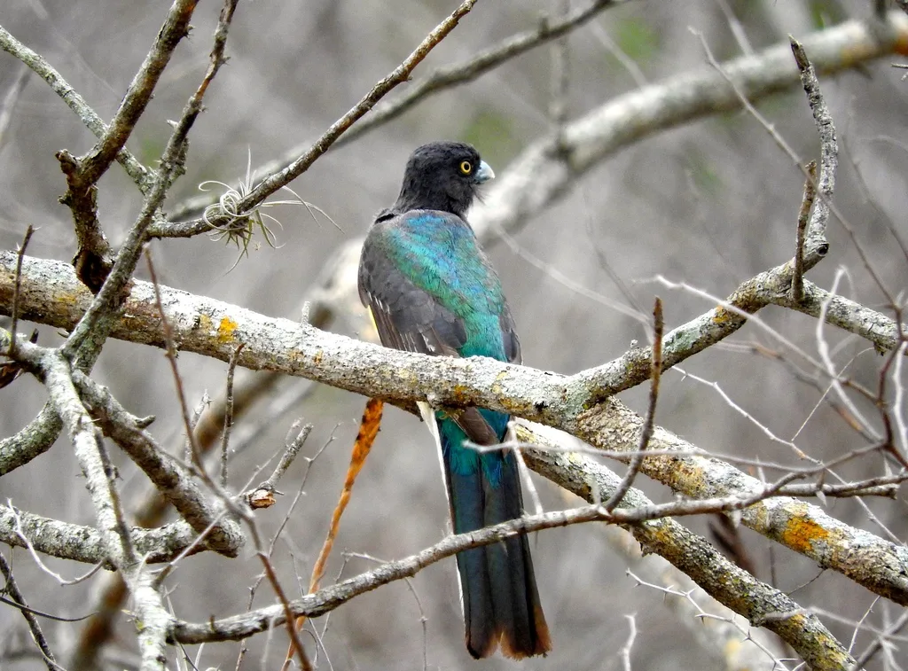 黄纹美洲咬鹃(Trogon citreolus)