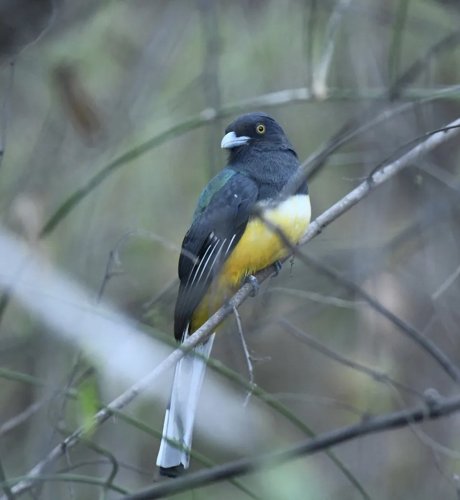 黄纹美洲咬鹃(Trogon citreolus)