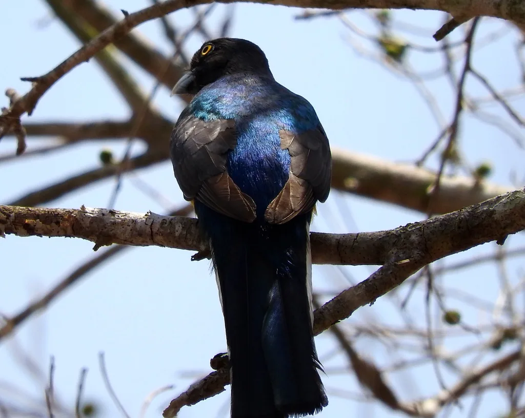 黄纹美洲咬鹃(Trogon citreolus)