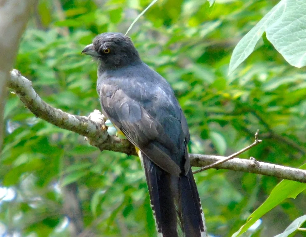 黄纹美洲咬鹃(Trogon citreolus)