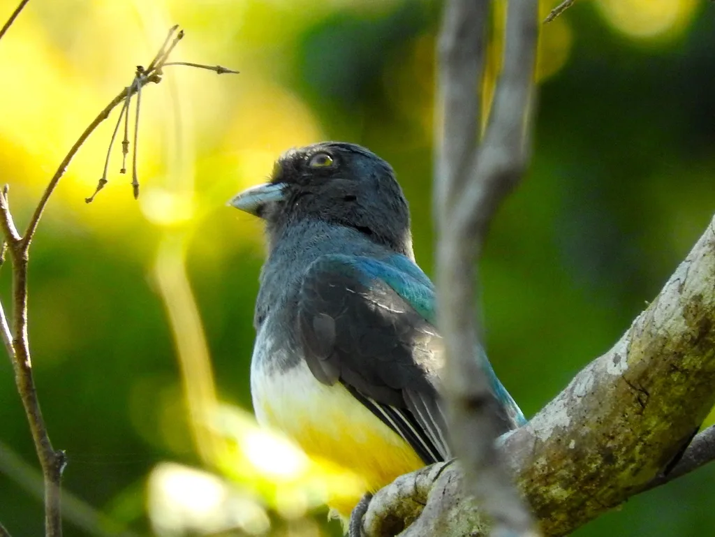 黄纹美洲咬鹃(Trogon citreolus)