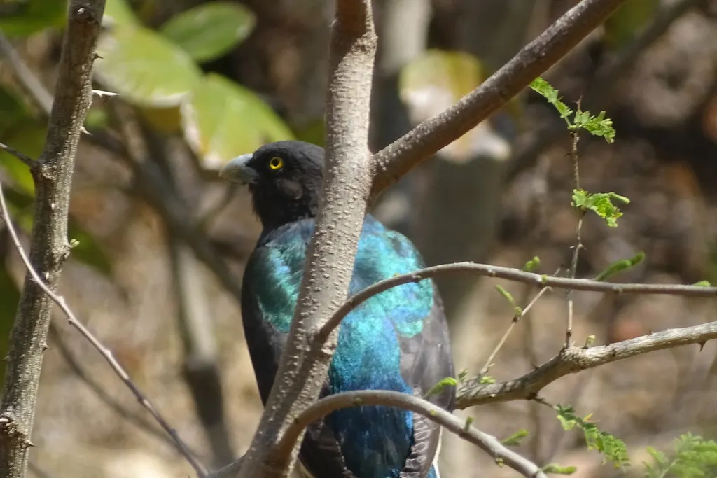 黄纹美洲咬鹃(Trogon citreolus)