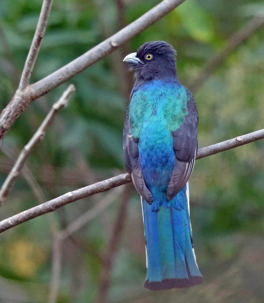 黄纹美洲咬鹃（Trogon citreolus）