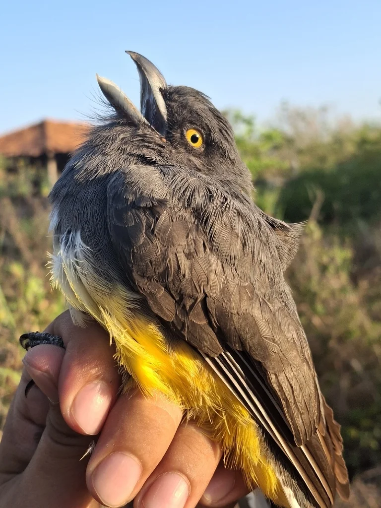 黄纹美洲咬鹃（Trogon citreolus）