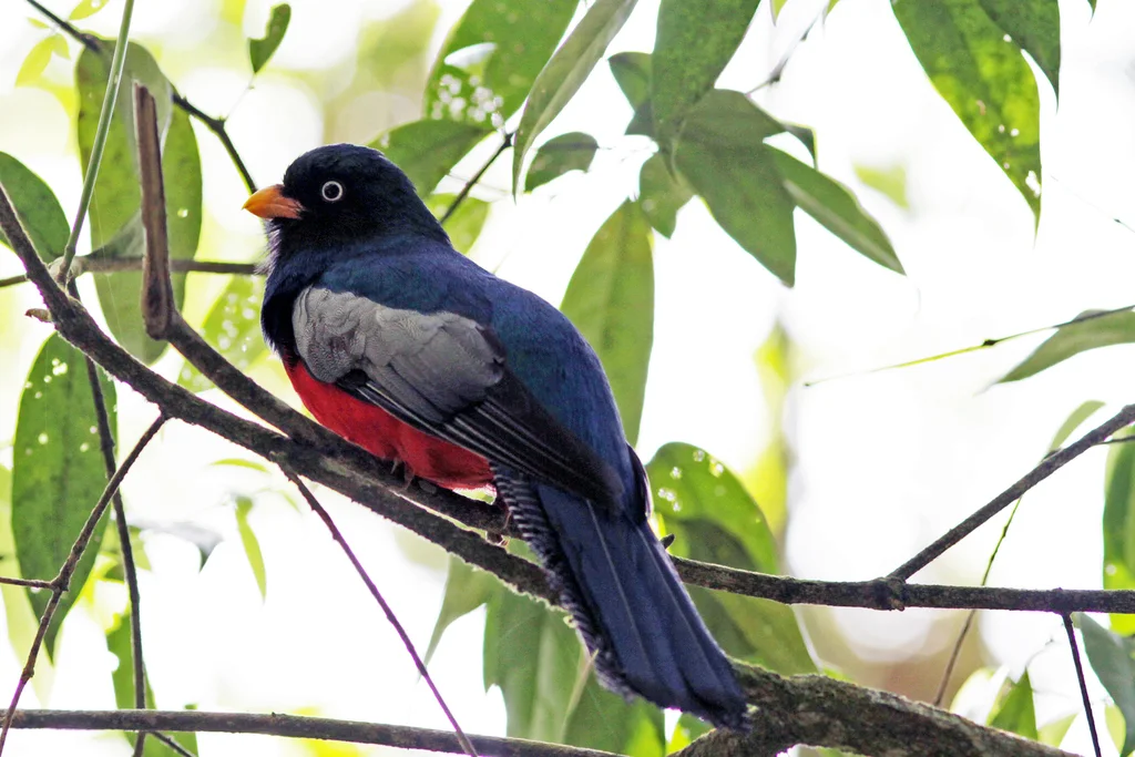 花尾美洲咬鹃(Trogon clathratus)