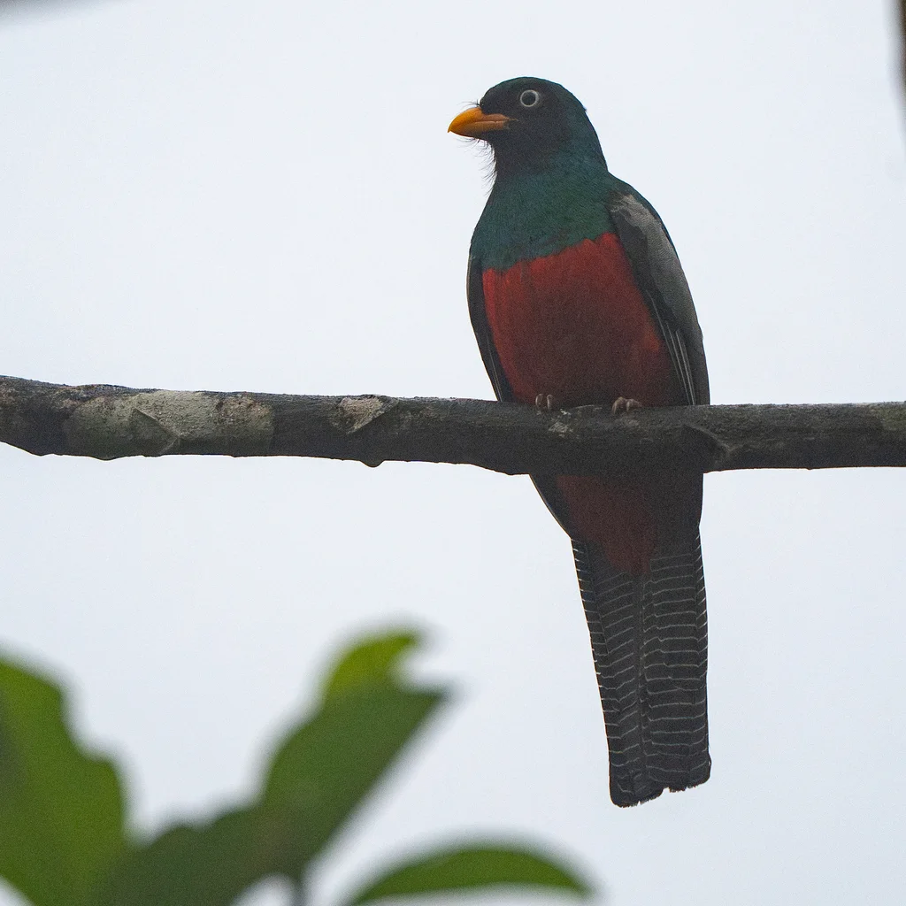 花尾美洲咬鹃(Trogon clathratus)