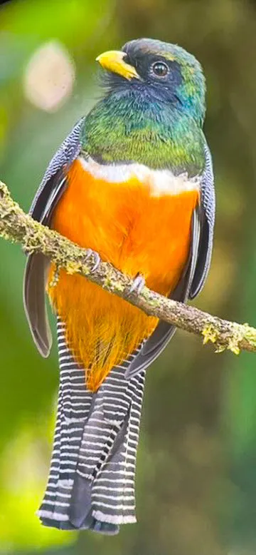 白领美洲咬鹃(Trogon collaris)