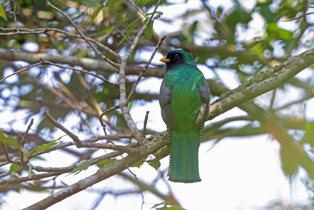 白领美洲咬鹃(Trogon collaris)