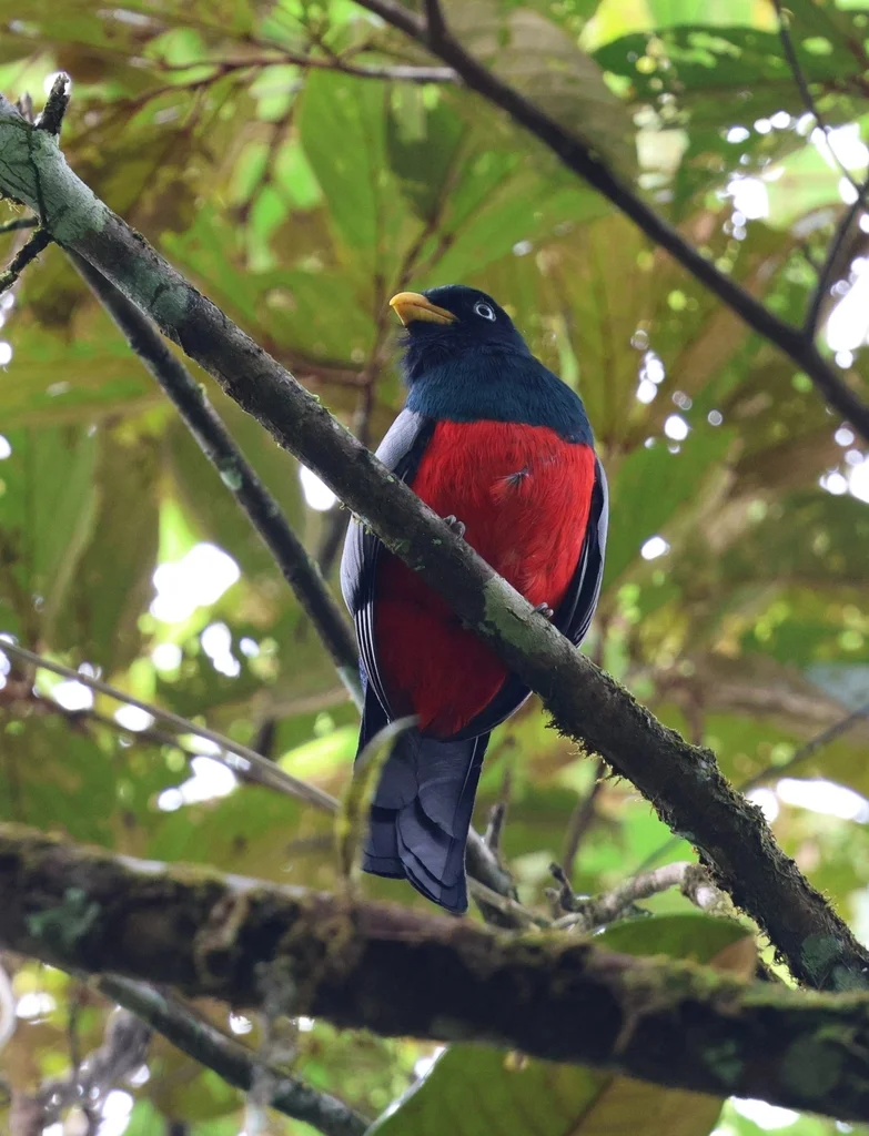 白眼美洲咬鹃(Trogon comptus)