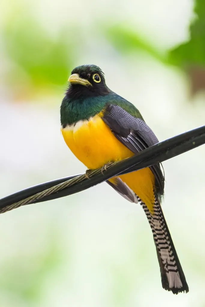 乔科黑喉咬鹃(Trogon cupreicauda)
