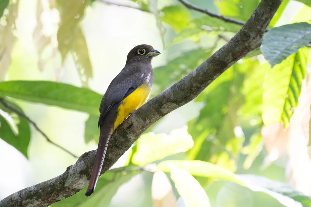 乔科黑喉咬鹃(Trogon cupreicauda)