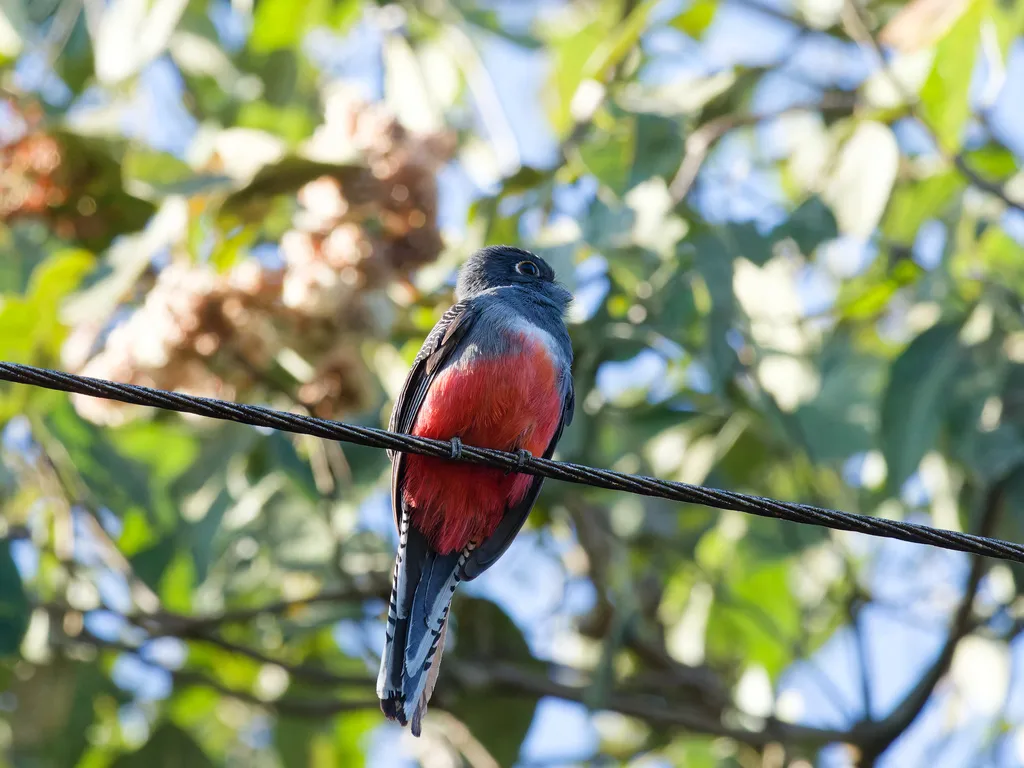 蓝顶美洲咬鹃(Trogon curucui)