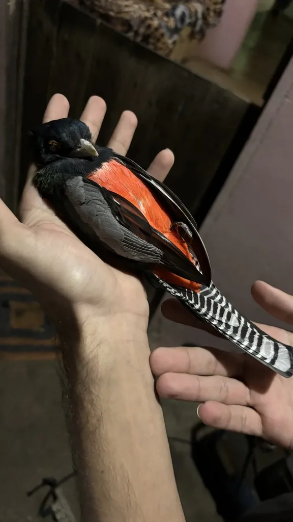 蓝顶美洲咬鹃(Trogon curucui)