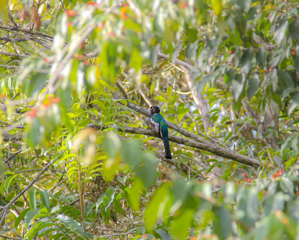 蓝顶美洲咬鹃(Trogon curucui)