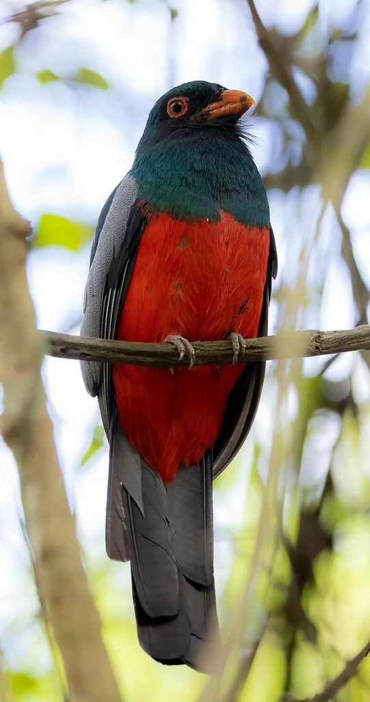 灰尾美洲咬鹃(Trogon massena)