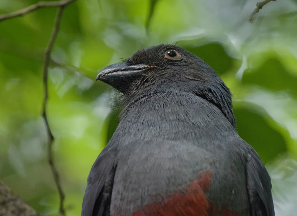灰尾美洲咬鹃(Trogon massena)