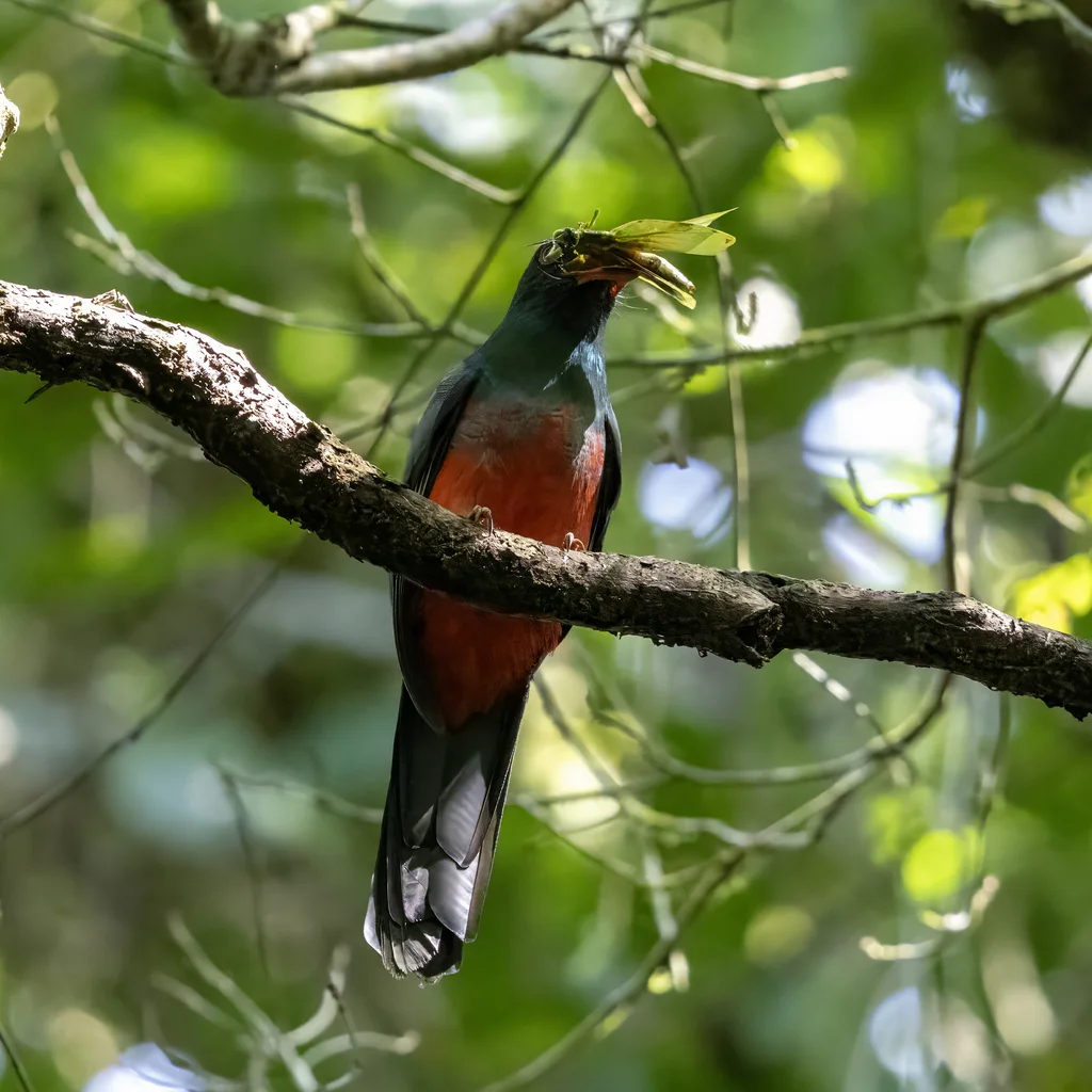 灰尾美洲咬鹃(Trogon massena)