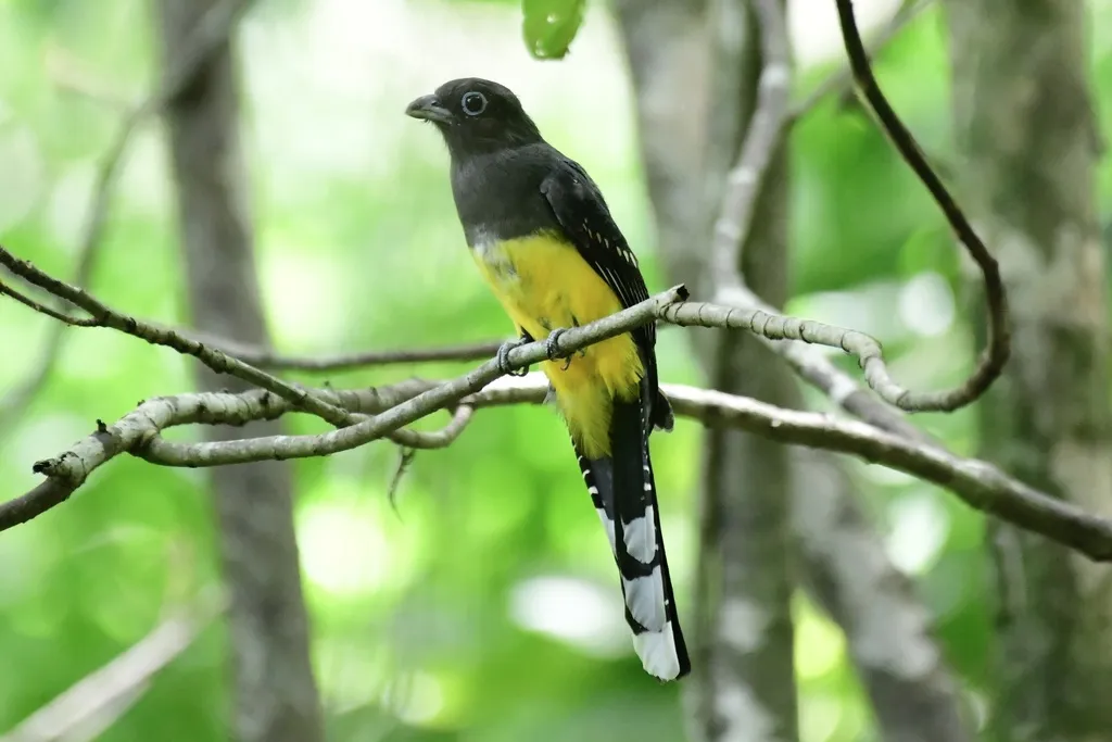 黑头美洲咬鹃(Trogon melanocephalus)