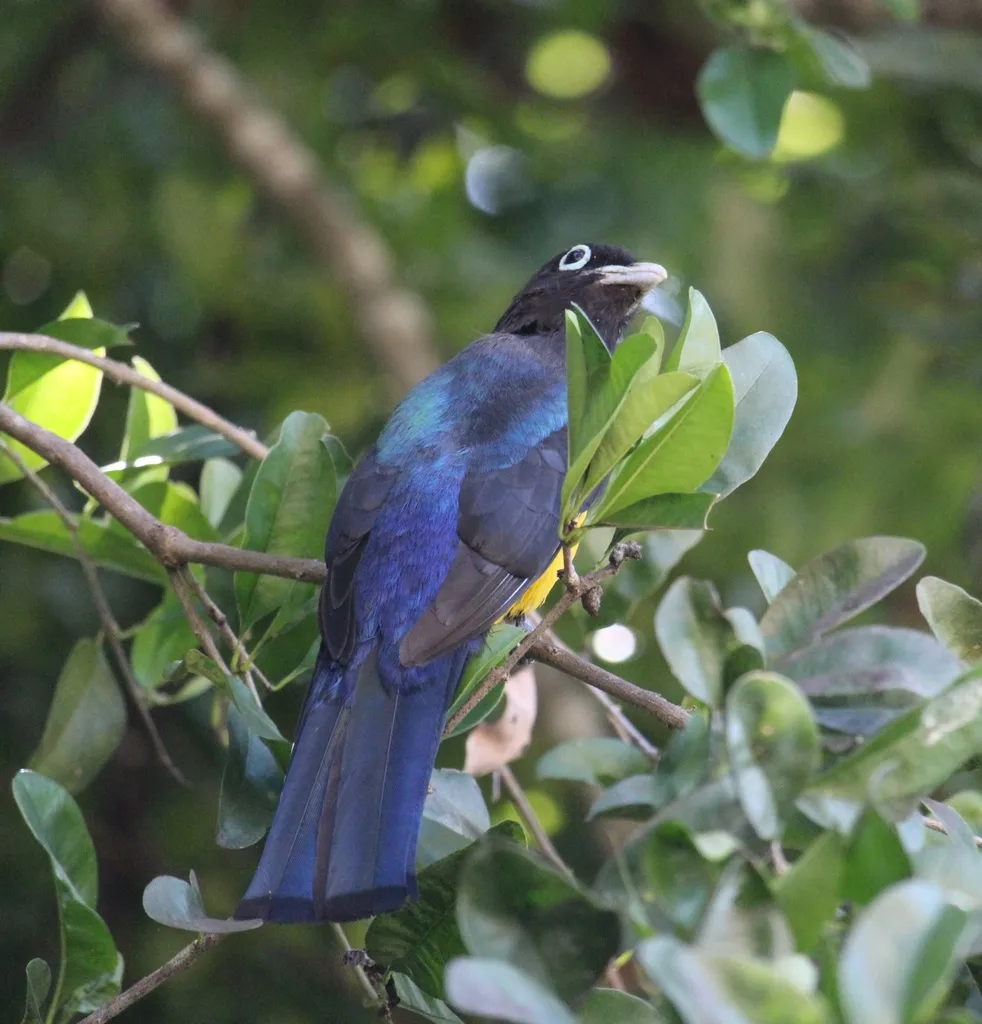 黑头美洲咬鹃(Trogon melanocephalus)
