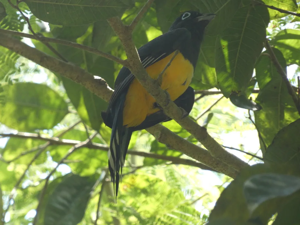黑头美洲咬鹃(Trogon melanocephalus)